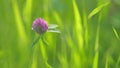 Beautiful pink purple white clover flower blooming in the meadow. Detail of the meadow with pink clover flower in the Royalty Free Stock Photo