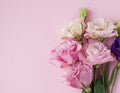 Beautiful pink, purple and white eustoma flower lisianthus in full bloom with green leaves. Bouquet of flowers on pink Royalty Free Stock Photo