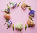 Beautiful pink, purple and white eustoma flower lisianthus in full bloom with green leaves. Bouquet of flowers on pink Royalty Free Stock Photo