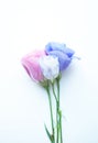 Beautiful pink, purple and white eustoma flower lisianthus in full bloom with green leaves. Bouquet of flowers on white