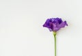 Beautiful pink, purple and white eustoma flower lisianthus in full bloom with green leaves. Bouquet of flowers on white Royalty Free Stock Photo