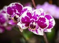 Beautiful pink purple white Phalaenopsis or Moth dendrobium Orchid flower in winter in home on black golden bokeh background. Royalty Free Stock Photo