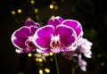 Beautiful pink purple white Phalaenopsis or Moth dendrobium Orchid flower in winter in home on black golden bokeh background. Royalty Free Stock Photo