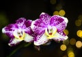 Beautiful pink purple white Phalaenopsis or Moth dendrobium Orchid flower in winter in home on black golden bokeh background. Royalty Free Stock Photo