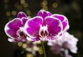 Beautiful pink purple white Phalaenopsis or Moth dendrobium Orchid flower in winter in home on black golden bokeh background. Royalty Free Stock Photo