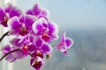 Beautiful pink purple white Phalaenopsis or Moth dendrobium Orchid flower in winter in home window tropical garden. Floral nature Royalty Free Stock Photo