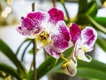 Beautiful pink purple white Phalaenopsis or Moth dendrobium Orchid flower in winter in home window tropical garden. Floral nature Royalty Free Stock Photo