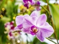 Beautiful pink purple white Phalaenopsis or Moth dendrobium Orchid flower in winter in home window tropical garden. Floral nature Royalty Free Stock Photo