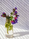 Beautiful pink and purple wood lungwort Pulmonaria officinalis in glass vase on white background with striped shadows Royalty Free Stock Photo