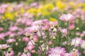 Beautiful Pink and Purple and Yellow chrysanthemum flower blooming in garden. Soft focus. Royalty Free Stock Photo