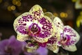 Beautiful pink purple yellow Phalaenopsis or Moth dendrobium Orchid flower in winter in home on black golden bokeh background. Royalty Free Stock Photo