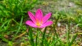 Beautiful pink rain lilies bloom in the yard in the morning Royalty Free Stock Photo