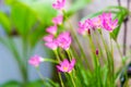 beautiful pink rain lily flower. Royalty Free Stock Photo