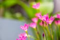 beautiful pink rain lily flower. Royalty Free Stock Photo