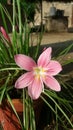 Nature beauty pink rain lily plant Jhelum Royalty Free Stock Photo