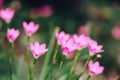 Beautiful pink rain lily flower Royalty Free Stock Photo