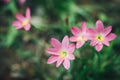 Beautiful pink rain lily flower Royalty Free Stock Photo
