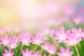 Beautiful pink rain lily in a garden in soft focus with morning sunlight