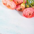 Beautiful pink ranunculus bouquet on turquoise Royalty Free Stock Photo
