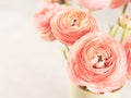 Beautiful pink ranunculus bouquet Royalty Free Stock Photo
