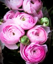 Beautiful Pink Ranunculus Buttercups Bunch for Wedding Valentine and Celebrations Royalty Free Stock Photo