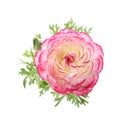 Beautiful pink ranunculus flower on white background, top view Royalty Free Stock Photo