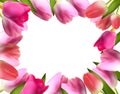 Beautiful Pink Realistic Tulip Frame Vector