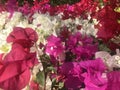 Beautiful pink red blooming, Bright pink red  flowers as a floral background,Bougainvillea flowers texture Royalty Free Stock Photo