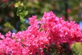 Beautiful pink red bougainvillea blooming, Bright pink red  bougainvillea flowers as a floral background,Bougainvillea flowers Royalty Free Stock Photo