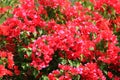 Beautiful pink red bougainvillea blooming, Bright pink red  bougainvillea flowers as a floral background,Bougainvillea flowers Royalty Free Stock Photo