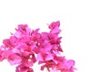 Beautiful pink red bougainvillea blooming isolated on white background, Bright pink red bougainvillea flowers as a floral Royalty Free Stock Photo