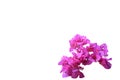 Beautiful pink red bougainvillea blooming isolated on white background, Bright pink red bougainvillea flowers as a floral Royalty Free Stock Photo