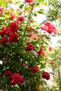pink and red climbing roses in spring in the botanic garden . green background Royalty Free Stock Photo