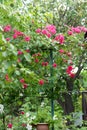 Beautiful pink climbing roses in spring in the botanic garden . green background Royalty Free Stock Photo