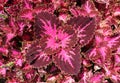 Beautiful Pink and Red Colored Leaf