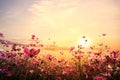 beautiful pink and red cosmos flower field with sunset