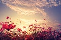 beautiful pink and red cosmos flower field with sunshine