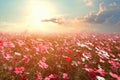 Beautiful pink and red cosmos flower field with sunshine