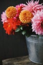 Beautiful pink and red dahlias and asters flowers in metal bucket on rustic wooden background. Autumn flowers bouquet. Fresh Royalty Free Stock Photo