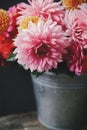 Beautiful pink and red dahlias and asters flowers in metal bucket on rustic wooden bench on dark background. Autumn season in Royalty Free Stock Photo