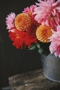 Beautiful pink and red dahlias and asters flowers in metal bucket on rustic wooden bench on dark background. Autumn season in Royalty Free Stock Photo