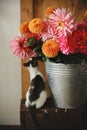 Beautiful pink and red dahlias and asters in metal bucket and cute little kitty smelling flowers on rustic wooden background. Royalty Free Stock Photo