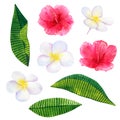 Beautiful pink red flowers hibiscus and white frangipani or plumeria. Hand drawn watercolor illustration. Isolated on white Royalty Free Stock Photo