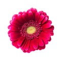 Beautiful pink red gerbera flower isolated on white background Royalty Free Stock Photo