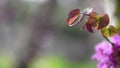 Beautiful pink-red leaves on blurred background