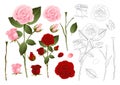 Beautiful Pink and Red Rose Outline - Rosa. Valentine Day. Vector Illustration Royalty Free Stock Photo