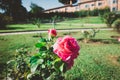 Beautiful Pink Red Roses Blooming in a Green Garden Meadow with Sunlight Royalty Free Stock Photo