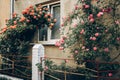 beautiful pink and red roses on white fence at old house in street countryside. provence. floral alley. springtime. space for text Royalty Free Stock Photo