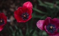 Beautiful pink, red tulips Royalty Free Stock Photo