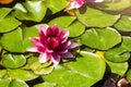 Beautiful Pink and red water lily or Lotus flower with leaf in pond Royalty Free Stock Photo